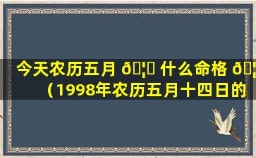 今天农历五月 🦊 什么命格 🦆 （1998年农历五月十四日的命格）